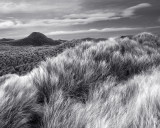 Dune Brush