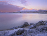 Ardvreck Rose