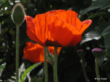 10. Red Poppy.jpg