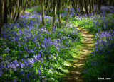 12. Bluebell Wood .jpg