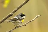 _DSC6032 Paruline  croupion jaune mle.jpg