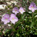 Veronica fruticulosa