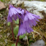 Soldanelle des Alpes *
