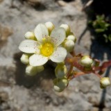 Saxifrage panicule