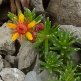 Saxifrage des ruisseaux
