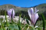 Crocus du printemps