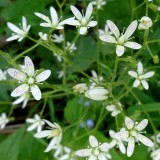 Saxifrage  feuilles rondes *