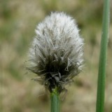 Linaigrette de Scheuchzer