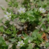 Sabline  feuilles de serpolet