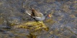 Gallinule poule deau