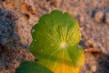 20130324_29455 Green Among The Grains (Sun 24 Mar)