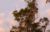 20131006_31662 Warming Morning (Sun 06 Oct)