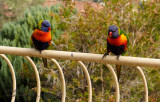 140905_9050001 Pushy, Pretty Birdeh (Fri 05 Sep)