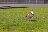 140703_7030008 The Posing Plover (Thu 03 Jul)