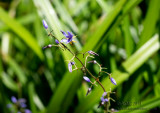 141029_A290073 First Macro Of Spring (Wed 29 Oct)