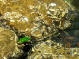 20150210_004766 Natural Abstraction With Green Leaf, Polarised (Tue 10 Feb)