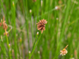 20150323_006479 Native Grass Seed, Pyrmont (Hold On One More Day) (Mon 23 Mar)