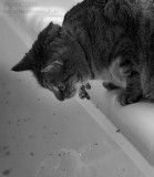 20150802_008529 What You Iz Doing In Mah Waterhole?? (Sun 02 Aug)