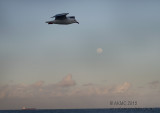 20150927_009373 Fly Me To The Moon, Let Me Play Among The Stars... (Sun 27 Sep)