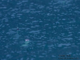 20160129_011834 The Unseen World Of Fluid Mechanics (Fri 29 Jan)