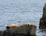 a comfy rock.jpg