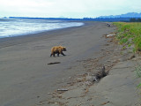 beach grizzly.jpg