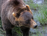 grizzly hairdo.jpg