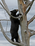 In a tree.jpg