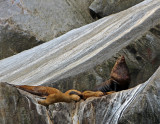 stellar sea lions.jpg