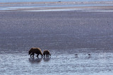 beachcombers Courtesy Wolf Tebbe.jpg