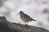 Paarse strandloper, purple sandpiper
