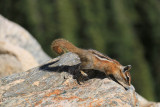 ICR2014_RMNP0175_CHIPMNKAWAY1PB.jpg