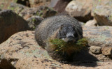 ICR2014_RMNP0285C_MARMOTGATHR1PB.jpg