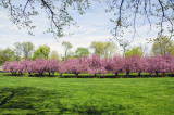 Cherry Blossoms