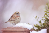 White Throated Sparrow