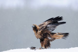 Steenarend / Golden Eagle
