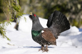 Auerhoen / Capercaillie