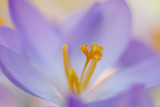 Boerencrocus