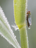 Spinnen & Insecten