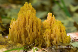 Ramaria abietina