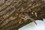 Black-capped Chickadee excavating a nest cavity