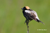 Bobolink (male)