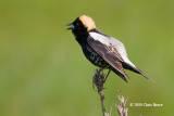 Bobolink (male)