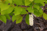 Chokecherry (<i>Prunus virginiana</i>)