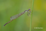 Fragile Forktail (<i>Ischnura posita</i>)