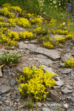 Mossy Stonecrop (<i>Sedum acre</i> - Crassulaceae)