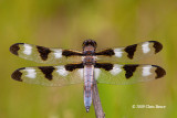 Twelve-spotted Skimmer male (<i>Libellula pulchella</i>)