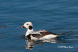 Long-tailed Duck