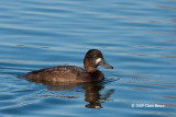 Lesser Scaup (female)