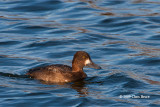 Lesser Scaup (female)